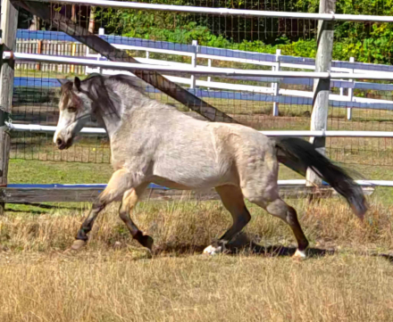 HorseID: 2279988 Clayburys Pop Riva Reign - PhotoID: 1096780
