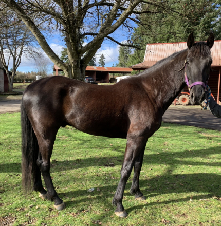 HorseID: 2280081 Broadway Star - PhotoID: 1096097