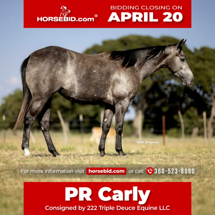 HorseID: 2280895 PR Carly - PhotoID: 1055700