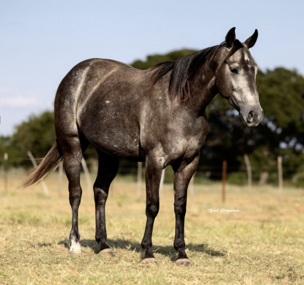 HorseID: 2280895 PR Carly - PhotoID: 1055701