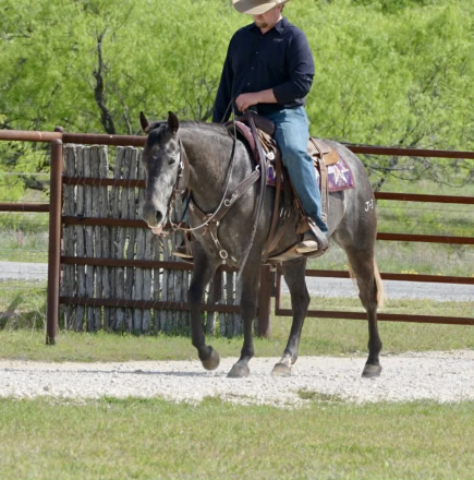 HorseID: 2280895 PR Carly - PhotoID: 1062981