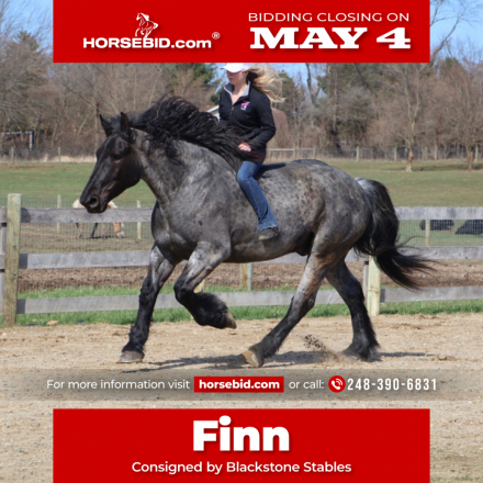 HorseID: 2280897 Finn - PhotoID: 1055708