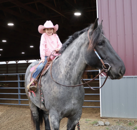 HorseID: 2280897 Finn - PhotoID: 1089900