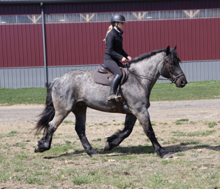 HorseID: 2280897 Finn - PhotoID: 1089901