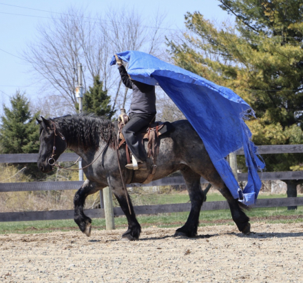 HorseID: 2280897 Finn - PhotoID: 1089902