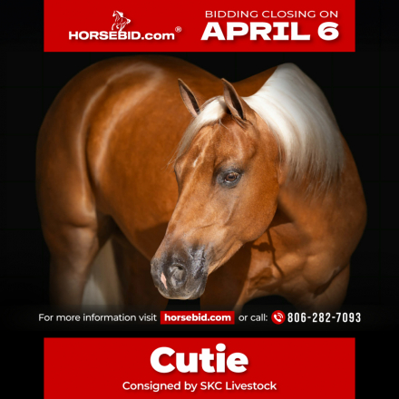 HorseID: 2280903 Cutie - PhotoID: 1055696