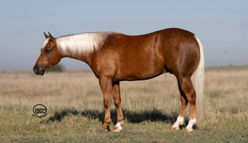 HorseID: 2280903 Cutie - PhotoID: 1055697