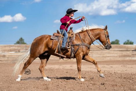 HorseID: 2280903 Cutie - PhotoID: 1055699