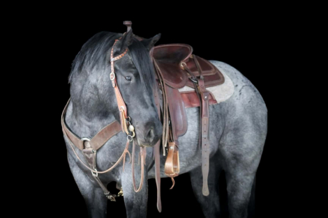 HorseID: 2280905 Got The Bye Bye Blue - PhotoID: 1055693