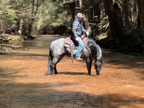 HorseID: 2280905 Got The Bye Bye Blue - PhotoID: 1055694