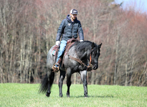 HorseID: 2280905 Got The Bye Bye Blue - PhotoID: 1055695