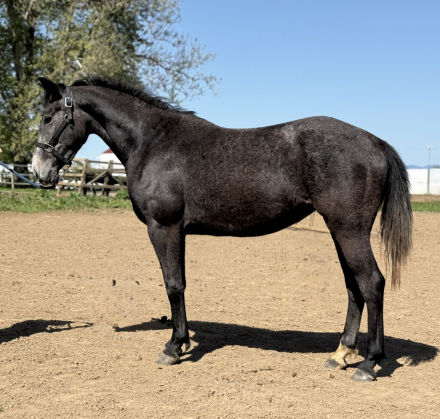 HorseID: 2282988 Bergini - PhotoID: 1090144
