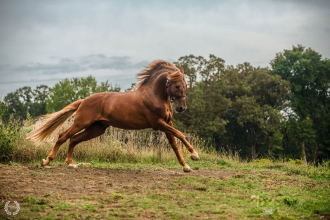 HorseID: 2283883 Esplendido BIO III - PhotoID: 1071867