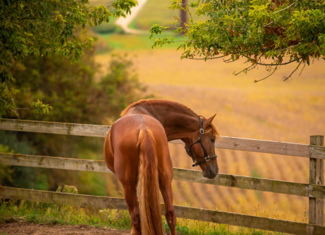 HorseID: 2283883 Esplendido BIO III - PhotoID: 1071869