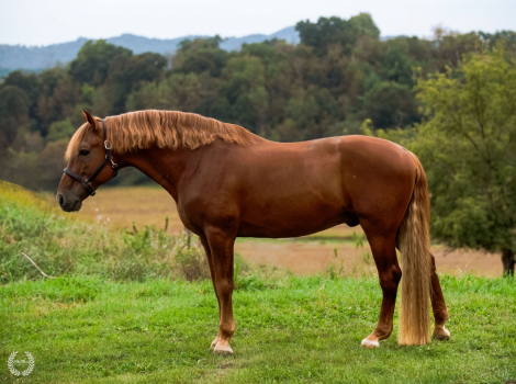 HorseID: 2283883 Esplendido BIO III - PhotoID: 1071870