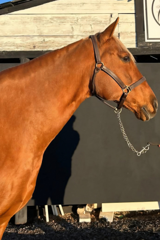 HorseID: 2285676 Button - PhotoID: 1097073