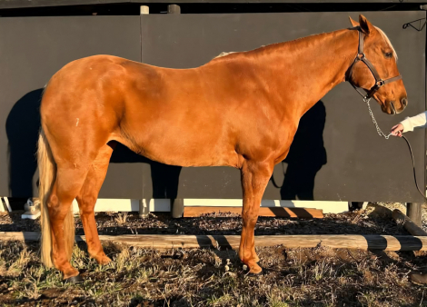 HorseID: 2285676 Button - PhotoID: 1097074
