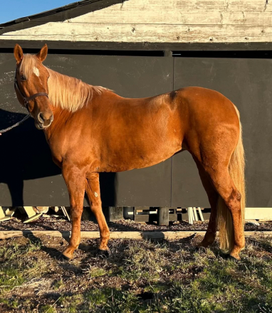 HorseID: 2285676 Button - PhotoID: 1097075