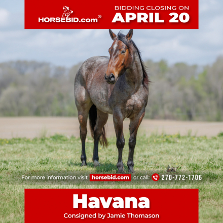 HorseID: 2287438 LC WHISKEY GYPSY 502 - PhotoID: 1064614