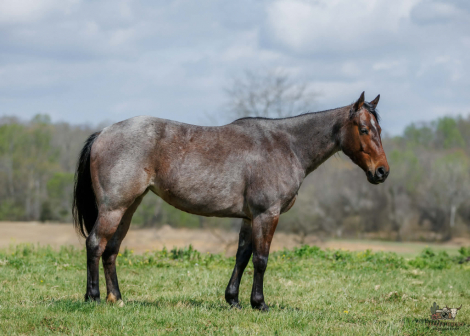 HorseID: 2287438 LC WHISKEY GYPSY 502 - PhotoID: 1064616