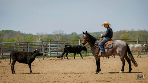 HorseID: 2287438 LC WHISKEY GYPSY 502 - PhotoID: 1064617