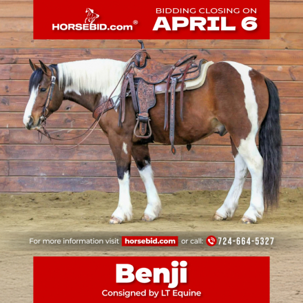 HorseID: 2287439 Benji - PhotoID: 1064618