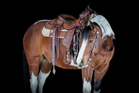 HorseID: 2287439 Benji - PhotoID: 1064619