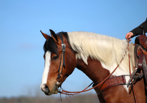 HorseID: 2287439 Benji - PhotoID: 1064620