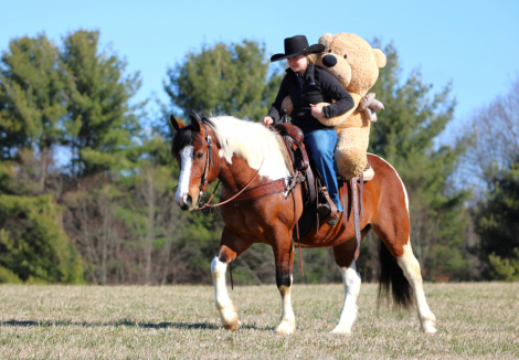 HorseID: 2287439 Benji - PhotoID: 1064621