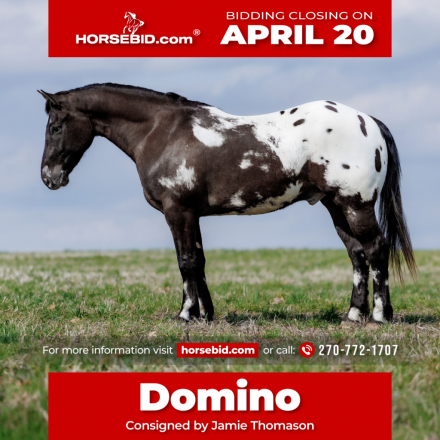 HorseID: 2287441 Domino - PhotoID: 1064622