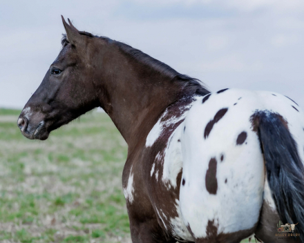 HorseID: 2287441 Domino - PhotoID: 1064623
