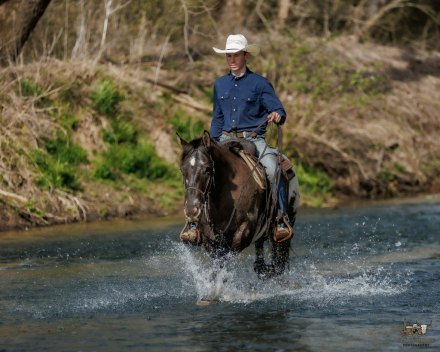 HorseID: 2287441 Domino - PhotoID: 1067948