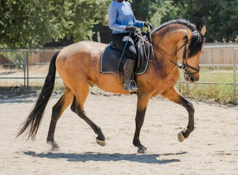 HorseID: 2289502 Faraon RA II - PhotoID: 1097101