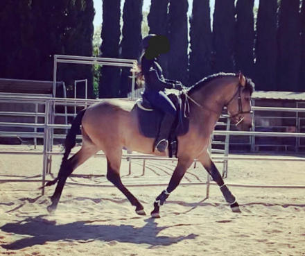 HorseID: 2289502 Faraon RA II - PhotoID: 1097102