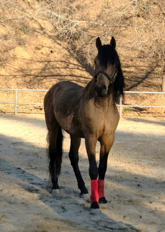 HorseID: 2289502 Faraon RA II - PhotoID: 1097103