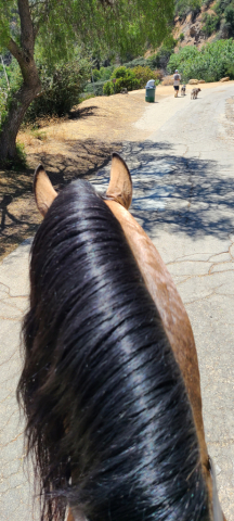 HorseID: 2289502 Faraon RA II - PhotoID: 1097104