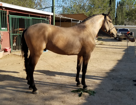 HorseID: 2289502 Faraon RA II - PhotoID: 1097105