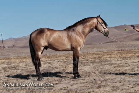 HorseID: 2289502 Faraon RA II - PhotoID: 1097106