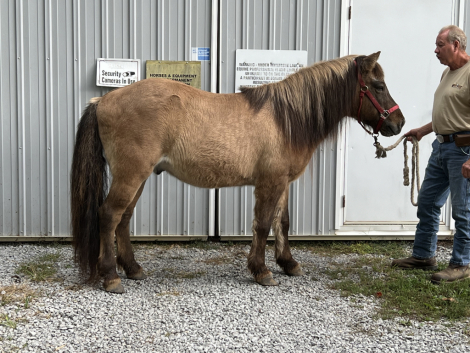 HorseID: 2289995 Arvakur from Unicorn Valley - PhotoID: 1097064