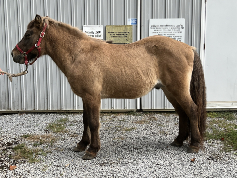 HorseID: 2289995 Arvakur from Unicorn Valley - PhotoID: 1097065