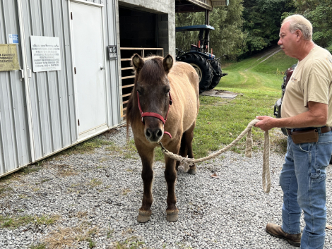 HorseID: 2289995 Arvakur from Unicorn Valley - PhotoID: 1097066