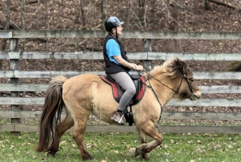 HorseID: 2289997 Sinna from Clear Springs Hollow - PhotoID: 1097067