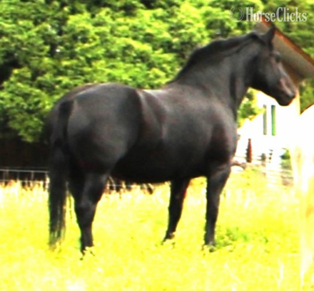 HorseID: 2290027 Sally Jewel - PhotoID: 1095774