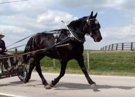 HorseID: 2290027 Sally Jewel - PhotoID: 1095777