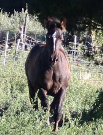 HorseID: 2290027 Sally Jewel - PhotoID: 1095779