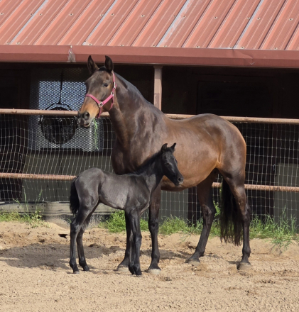 HorseID: 2290341 Rancho del Lago 2025 colts - PhotoID: 1096456