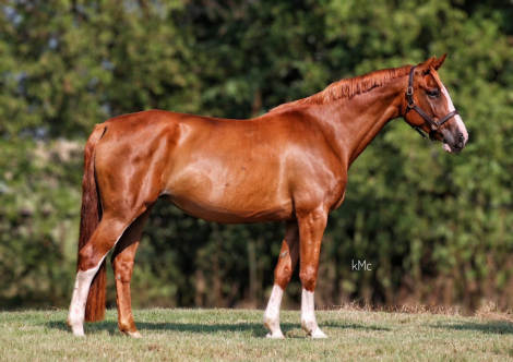 HorseID: 2290718 Boleyn - PhotoID: 1095735