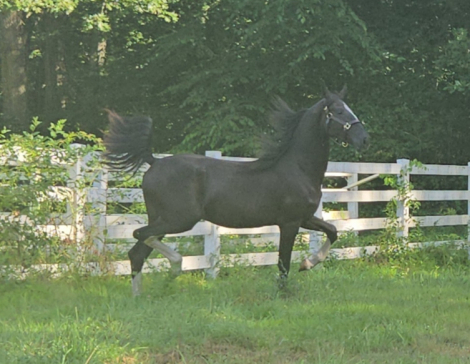 HorseID: 2290990 UNREALISTIC - PhotoID: 1097203