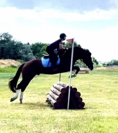 HorseID: 2292126 Thunderhoof's Odin - PhotoID: 1070809