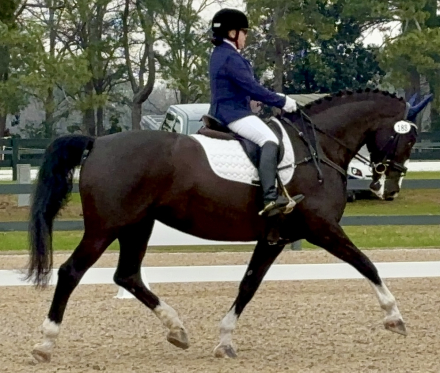 HorseID: 2292163 Nicolette's Dream J&S - PhotoID: 1070845